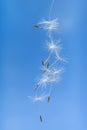 Dandelion Seeds flying away Blue Sky close-up. Macro nature background Royalty Free Stock Photo