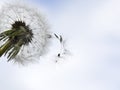 Dandelion seeds Royalty Free Stock Photo