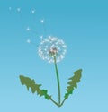 Dandelion seeds Royalty Free Stock Photo