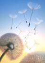 2 Dandelion with seeds flying in the evening sky Royalty Free Stock Photo