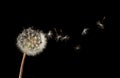 Dandelion seeds flying