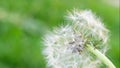 Dandelion seeds flying in the wind.