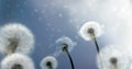 Dandelion Seeds flying in the Wind Royalty Free Stock Photo
