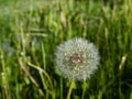 Dandelion seeds front of the green land