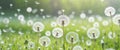 Dandelion seeds on a green meadow in the springtime. Royalty Free Stock Photo