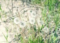 Dandelion seeds grow on the sand