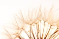 Dandelion seeds on light background Royalty Free Stock Photo