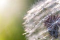 Dandelion seeds lit by soft sunlight