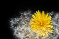 Dandelion flower and its seeds on a black background