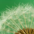 Dandelion seeds (macro) Royalty Free Stock Photo