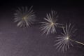 Dandelion seeds, macro, black and white photo. Royalty Free Stock Photo