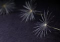 Dandelion seeds, macro, black and white photo. Royalty Free Stock Photo