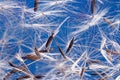 Dandelion seeds macro on blue background Royalty Free Stock Photo