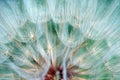 Dandelion seeds macro