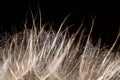 Dandelion seeds macro Royalty Free Stock Photo