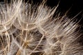 Dandelion seeds macro Royalty Free Stock Photo