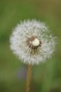 Dandelion seeds macro Royalty Free Stock Photo