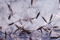 Dandelion seeds macro ease Royalty Free Stock Photo