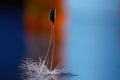 Dandelion seeds macro ease Royalty Free Stock Photo