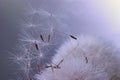 Dandelion seeds macro ease Royalty Free Stock Photo