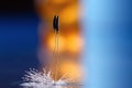 Dandelion seeds macro Royalty Free Stock Photo