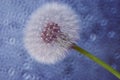 Dandelion seeds macro ease Royalty Free Stock Photo