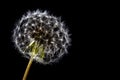 Dandelion seeds macro flower Royalty Free Stock Photo