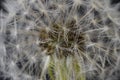 Dandelion seeds macro flower Royalty Free Stock Photo