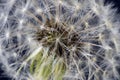 Dandelion seeds macro flower Royalty Free Stock Photo