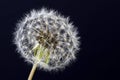 Dandelion seeds macro flower Royalty Free Stock Photo