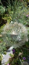 Dandelion seeds macro flower white Royalty Free Stock Photo