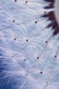 Dandelion seeds macro Royalty Free Stock Photo