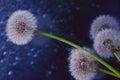 Dandelion seeds macro Royalty Free Stock Photo