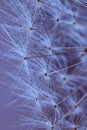Dandelion seeds macro Royalty Free Stock Photo