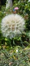 Dandelion seeds macro white flower Royalty Free Stock Photo