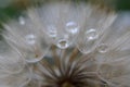 Dandelion Seeds with the morning drops of dew Royalty Free Stock Photo
