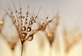 Dandelion Seeds with the morning drops of dew. Royalty Free Stock Photo