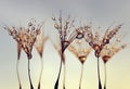 Dandelion Seeds with the morning drops of dew. Royalty Free Stock Photo