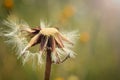 Dandelion seeds in the morning sunlight Royalty Free Stock Photo