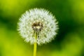 Dandelion seeds in the morning sunlight blowing away across a fr Royalty Free Stock Photo