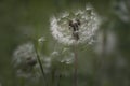 Dandelion seeds in the morning sunlight blowing away across a fresh green background Royalty Free Stock Photo