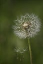 Dandelion seeds in the morning sunlight blowing away across a fresh green background Royalty Free Stock Photo