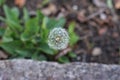 Dandelion seeds in the morning sunlight blowing Royalty Free Stock Photo