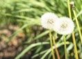 Dandelion seeds in the morning sunlight blowing away across a fresh green background Royalty Free Stock Photo