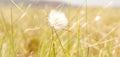 Dandelion seeds in the morning sunlight blowing away across a fresh green background Royalty Free Stock Photo