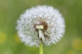 Dandelion seeds in the morning sunlight blowing away across a fresh green background. Dandelion Blowing. White fluffy dandelions, Royalty Free Stock Photo