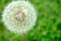 Dandelion clock in morning sun Royalty Free Stock Photo