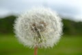 Dandelion clock in morning sun Royalty Free Stock Photo