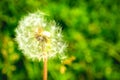 Dandelion clock in morning sun Royalty Free Stock Photo