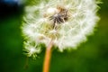 Dandelion clock in morning sun Royalty Free Stock Photo